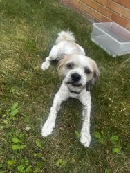 Found/Stray Male Dog last seen MiSide school Parking lot, Detroit, MI 48219
