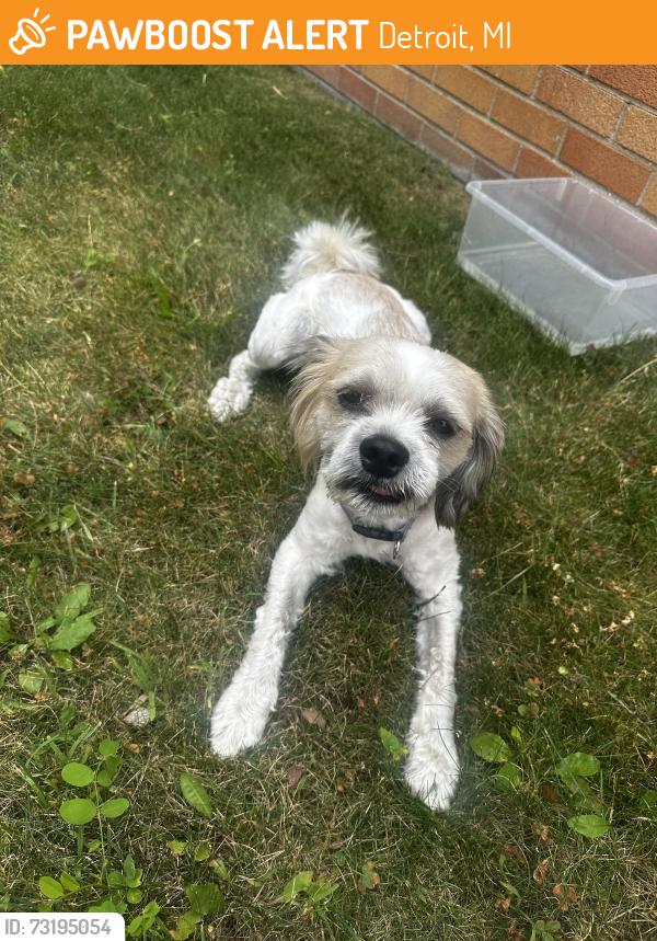 Found/Stray Male Dog last seen MiSide school Parking lot, Detroit, MI 48219