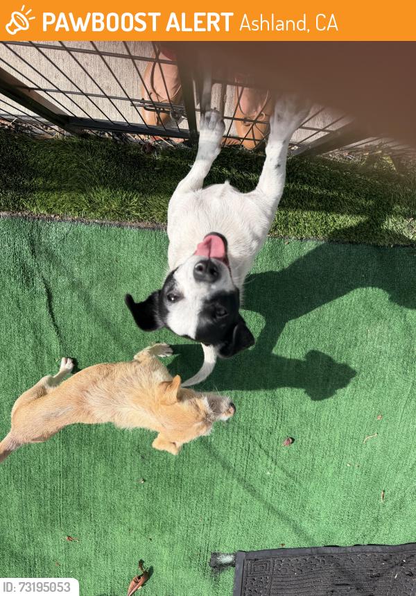 Found/Stray Male Dog last seen lewelling, Ashland, CA 94578