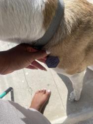 Found/Stray Unknown Dog last seen Kenmore, Los Angeles, CA 90010