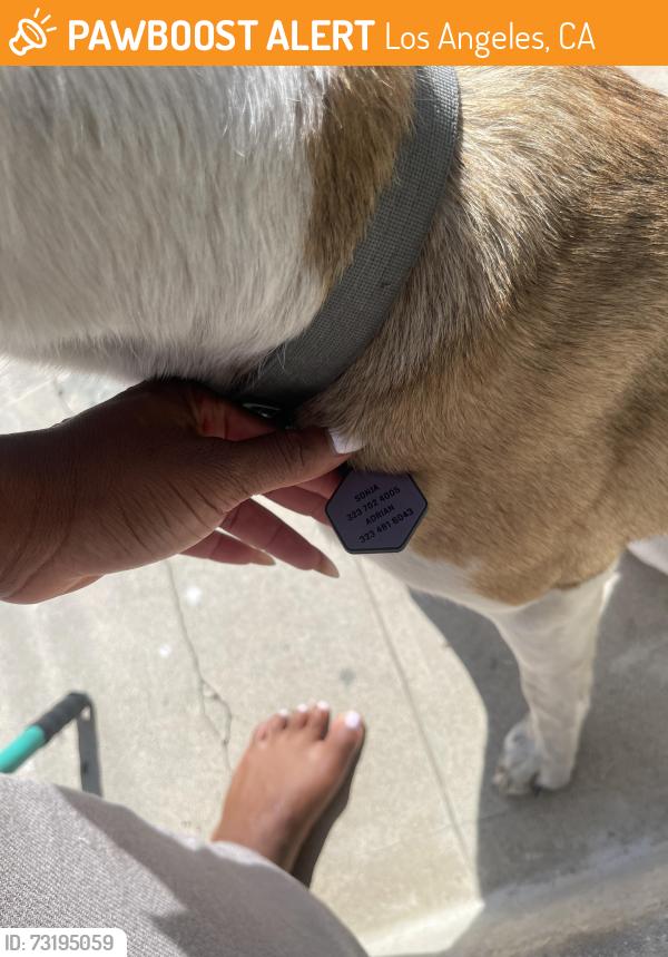 Found/Stray Unknown Dog last seen Kenmore, Los Angeles, CA 90010