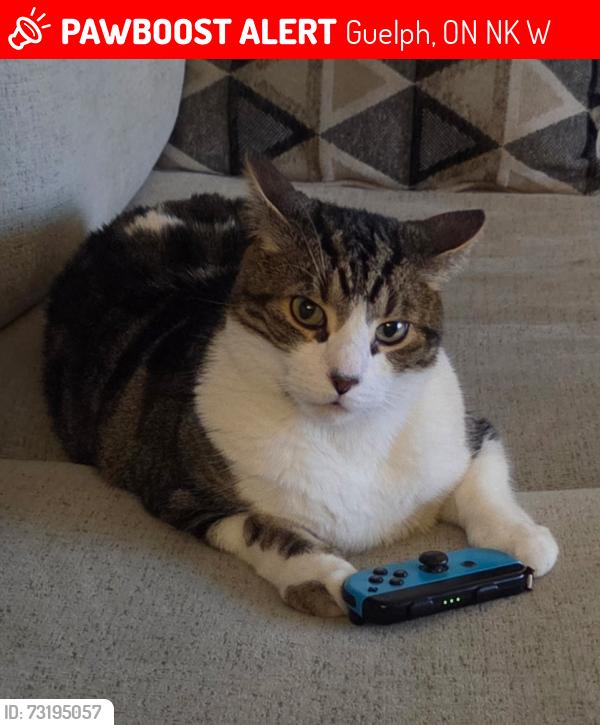 Lost Male Cat last seen Lois lane deerpath dr guelph, Guelph, ON N1K 1W5