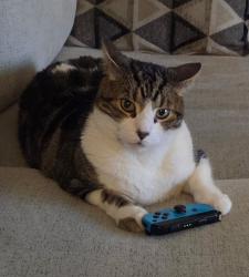 Lost Male Cat last seen Lois lane deerpath dr guelph, Guelph, ON N1K 1W5