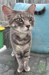 Found/Stray Male Cat last seen Near Yorkwood Place, Louisville, KY 40223