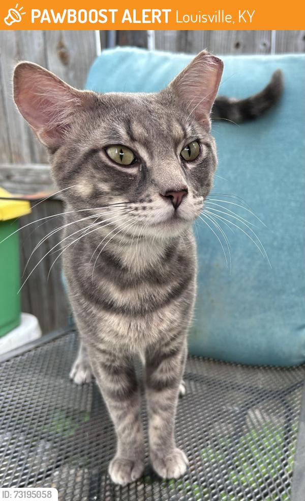 Found/Stray Male Cat last seen Near Yorkwood Place, Louisville, KY 40223
