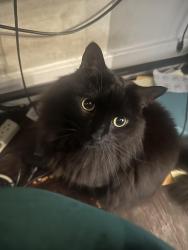 Reunited Female Cat last seen 28th and D, Sacramento, CA 95816