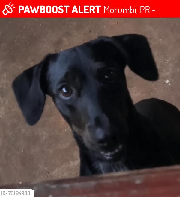Lost Female Dog last seen Luiz mantovani, Morumbi, PR 85817-845