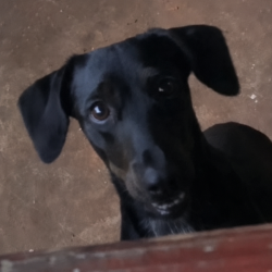 Lost Female Dog last seen Luiz mantovani, Morumbi, PR 85817-845