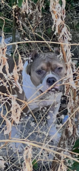 Found/Stray Female Dog last seen Madison Ave Fort Worth Tx 76134, Fort Worth, TX 76134