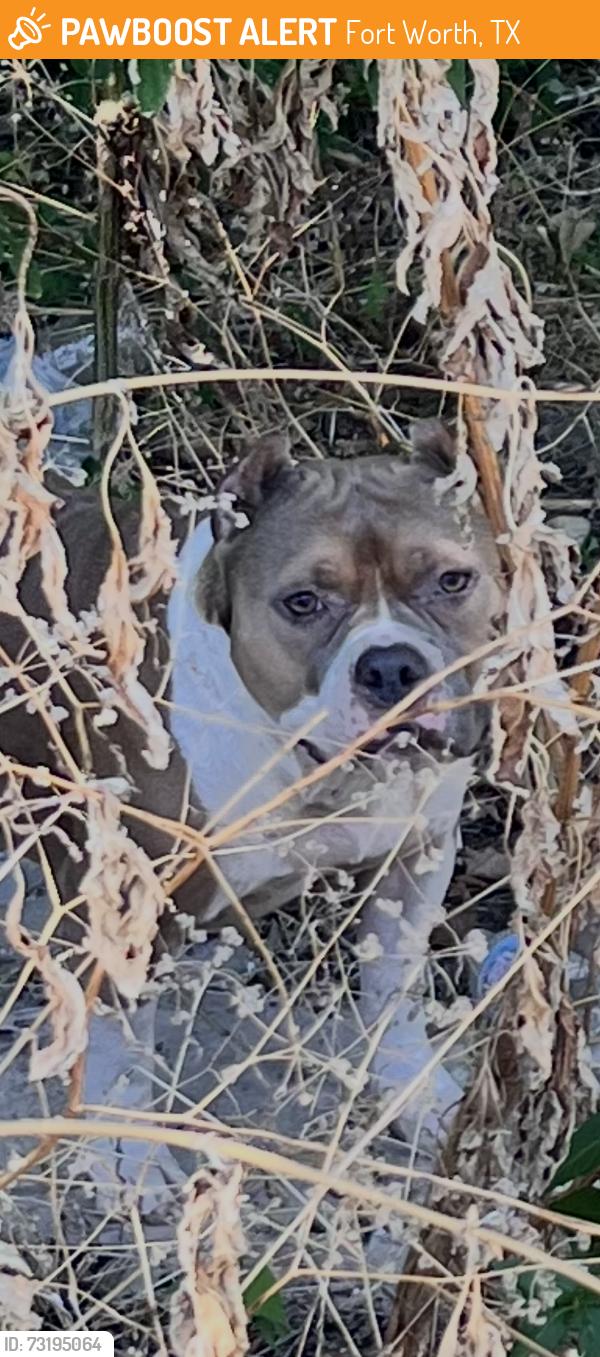 Found/Stray Female Dog last seen Madison Ave Fort Worth Tx 76134, Fort Worth, TX 76134
