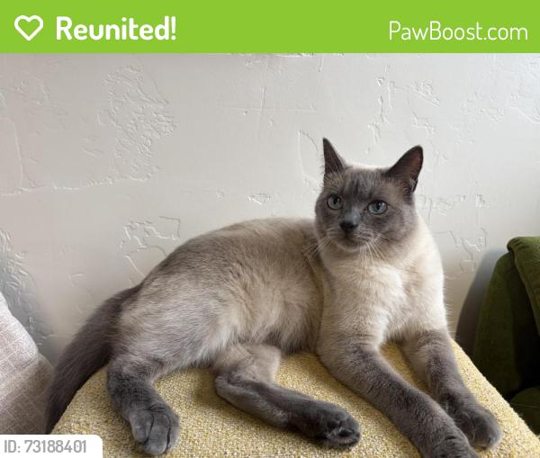 Reunited Male Cat last seen alliance and foster, Arcata, CA 95521