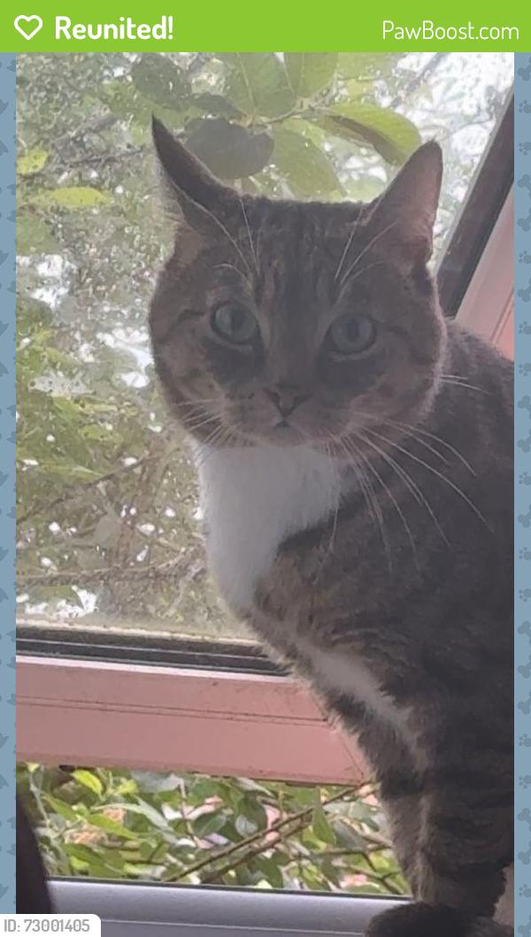 Reunited Male Cat last seen Buckenham Road, Aylsham, England 
