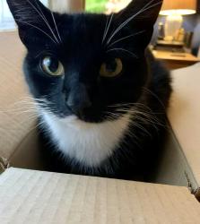 Lost Male Cat last seen Jelson industrial est, Barrow upon Soar, England LE12 8LT