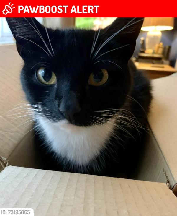 Lost Male Cat last seen Jelson industrial est, Barrow upon Soar, England LE12 8LT