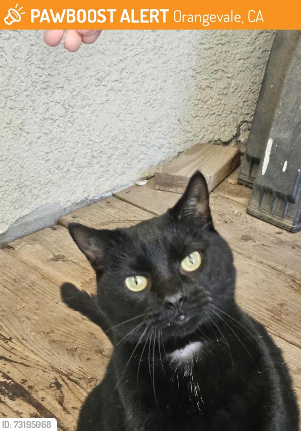 Found/Stray Unknown Cat last seen Filbert, Orangevale, CA 95662