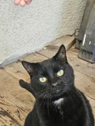 Found/Stray Unknown Cat last seen Filbert, Orangevale, CA 95662