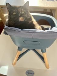 Reunited Female Cat last seen Benson, Vallejo, CA 94590
