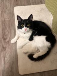Reunited Male Cat last seen Near N 6th St, Richards Blvd, 500 N 5th St, Sacramento, CA 95811