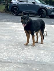 Reunited Female Dog last seen Near Sw 232 st, Miami, FL 33170