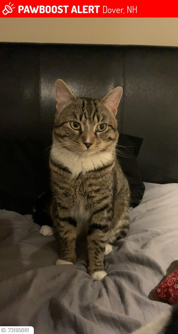Lost Male Cat last seen Old Stage rd Madbury NH, Dover, NH 03820