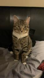 Lost Male Cat last seen Old Stage rd Madbury NH, Dover, NH 03820