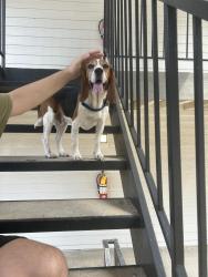 Found/Stray Male Dog last seen Halsten at Vinings apmt Conplex, Atlanta, GA 30339