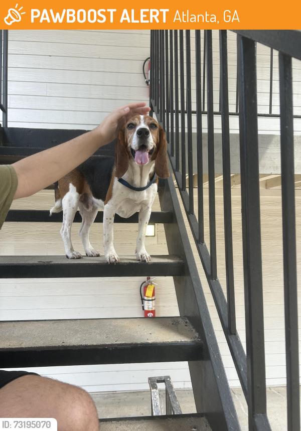 Found/Stray Male Dog last seen Halsten at Vinings apmt Conplex, Atlanta, GA 30339
