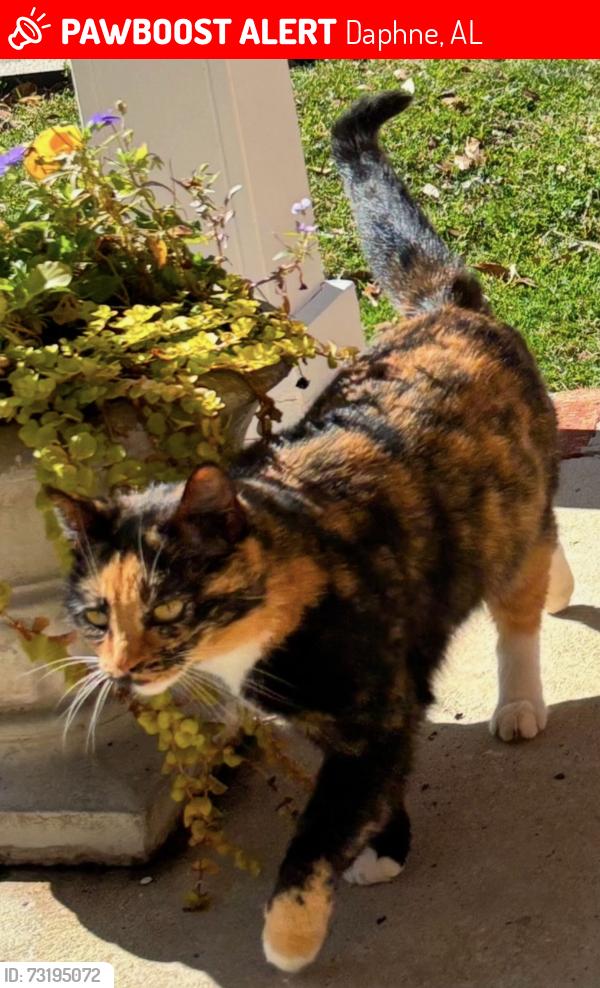 Lost Female Cat last seen Ridgewood Dr., Daphne, AL 36526