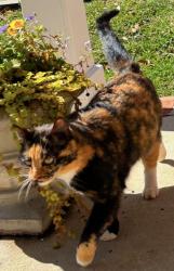 Lost Female Cat last seen Ridgewood Dr., Daphne, AL 36526