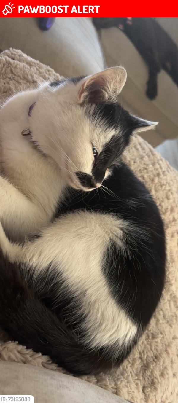 Lost Female Cat last seen Corpus primary, West Yorkshire, England LS15 0DD