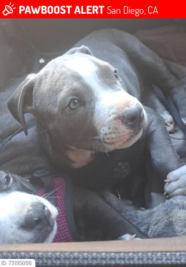 Lost Male Dog last seen Little italy trolley station at the trolley, San Diego, CA 92101