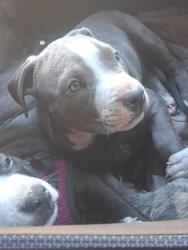Lost Male Dog last seen Little italy trolley station at the trolley, San Diego, CA 92101