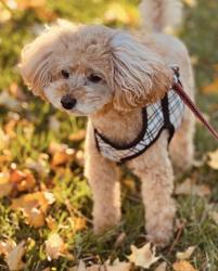 Reunited Female Dog last seen N/A, Hamilton, ON L8W 3G3