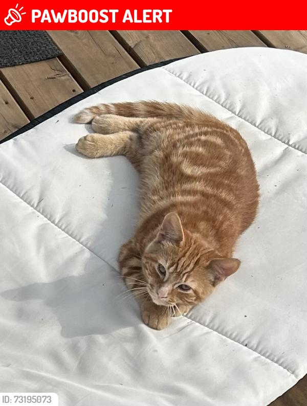 Lost Male Cat last seen By st. Anthony’s school he got lost., St. Catharines, ON L2S 1Z2
