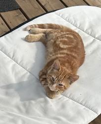 Lost Male Cat last seen By st. Anthony’s school he got lost., St. Catharines, ON L2S 1Z2