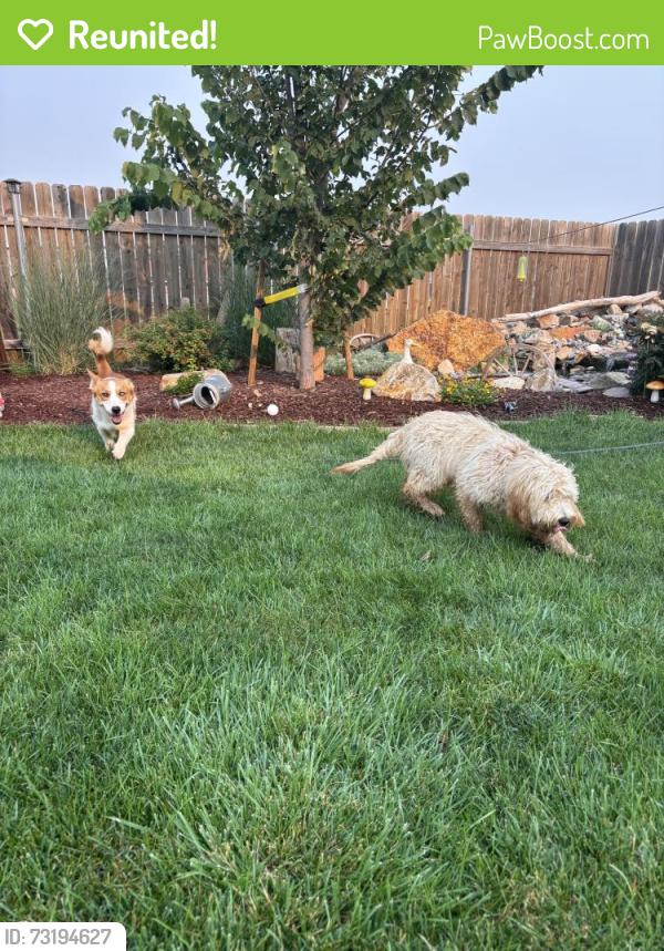 Reunited Female Dog last seen Fieldcrest neighborhood-Caldwell, Caldwell, ID 83607