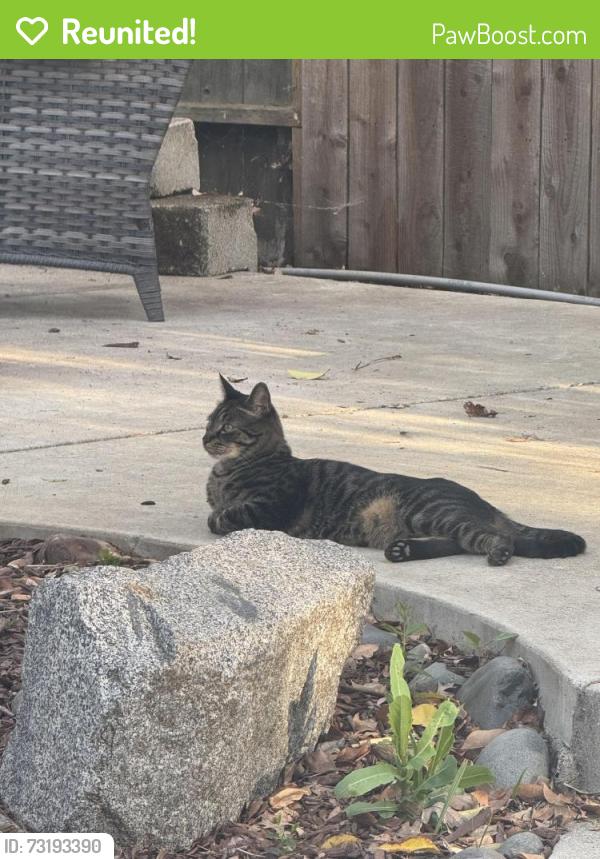 Reunited Male Cat last seen Lialana, Citrus Heights, CA 95610