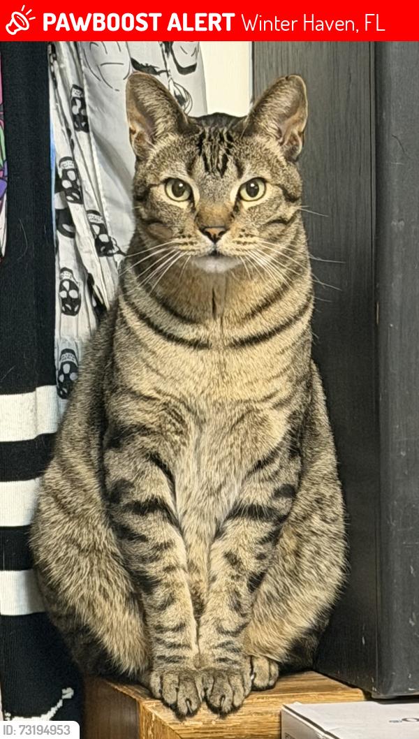 Lost Male Cat last seen Coleman Road, Winter Haven, FL 33880