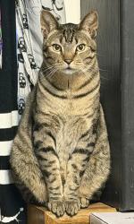 Lost Male Cat last seen Coleman Road, Winter Haven, FL 33880