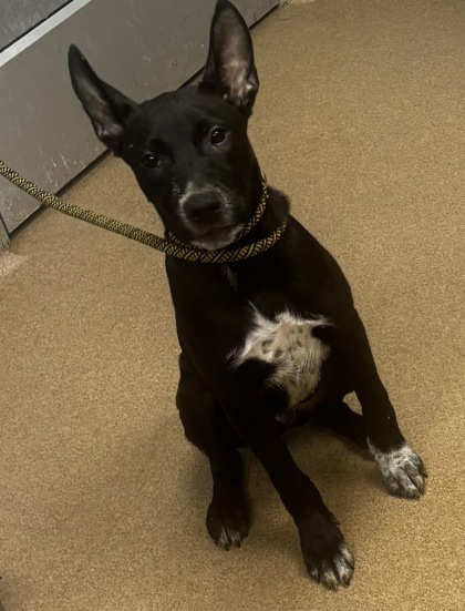 Shelter Stray Male Dog last seen Near Hearthstone road Stone Mountain, 30083, 30083, GA, 3280 Chamblee Dunwoody Rd, Chamblee, GA 30341, USA