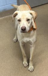 Shelter Stray Male Dog last seen Near Chapel mill way, Decatur, Georgia 30034, 30034, GA, 3280 Chamblee Dunwoody Rd, Chamblee, GA 30341, USA