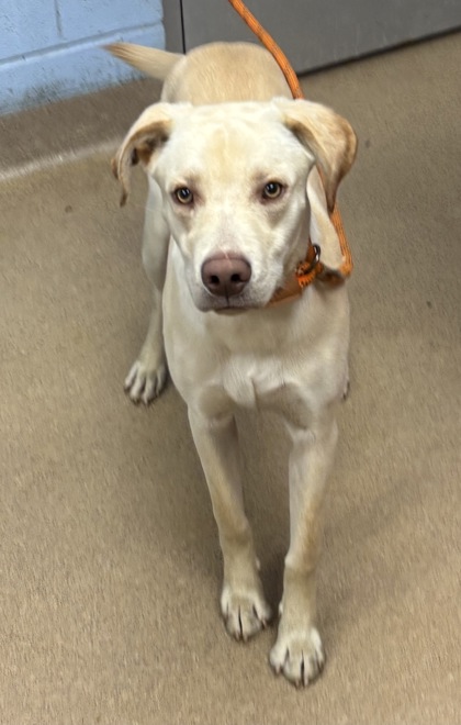 Shelter Stray Male Dog last seen Near Chapel mill way, Decatur, Georgia 30034, 30034, GA, 3280 Chamblee Dunwoody Rd, Chamblee, GA 30341, USA