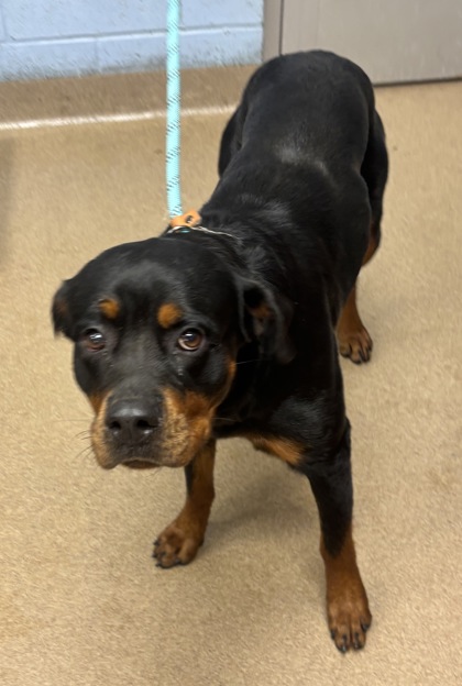 Shelter Stray Female Dog last seen Near Smithfield Drive, Tucker, GA 30084, 30084, GA, 3280 Chamblee Dunwoody Rd, Chamblee, GA 30341, USA