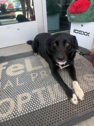 Shelter Stray Female Dog last seen Near Norman Rd, 30083, GA, 3280 Chamblee Dunwoody Rd, Chamblee, GA 30341, USA