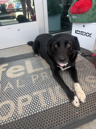 Shelter Stray Female Dog last seen Near Norman Rd, 30083, GA, 3280 Chamblee Dunwoody Rd, Chamblee, GA 30341, USA