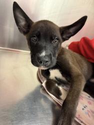 Shelter Stray Male Dog last seen Near Paseo, 64110, MO, 7077 Elmwood Ave, Kansas City, MO 64132, USA