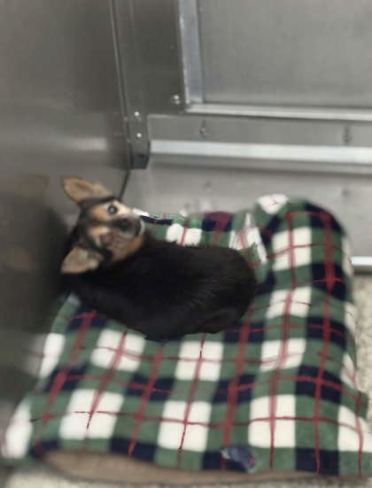 Shelter Stray Male Dog last seen Summer Ave, Memphis, TN, 935 Farm Rd, Memphis, TN 38134, USA