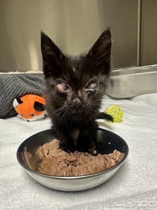 Shelter Stray Female Cat last seen Driveway at home, Cordova, TN, 935 Farm Rd, Memphis, TN 38134, USA