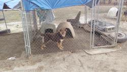 Lost Male Dog last seen Marks Road, Cameron NC, Cameron, NC 28326
