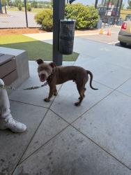 Shelter Stray Male Dog last seen Near Fulton Industrial Blvd SW, Atlanta, GA, 1251 Fulton Industrial Blvd NW, Atlanta, GA 30336, USA